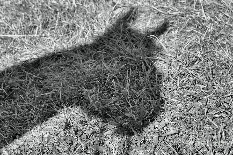 Horse Shadow Photograph by Janice Byer
