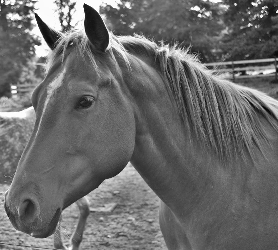 Horse Photograph by Shelby Turner - Fine Art America