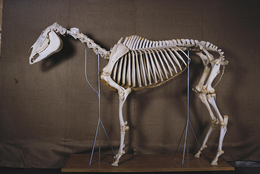 Horse Skeleton Photograph by Elisabeth Weiland