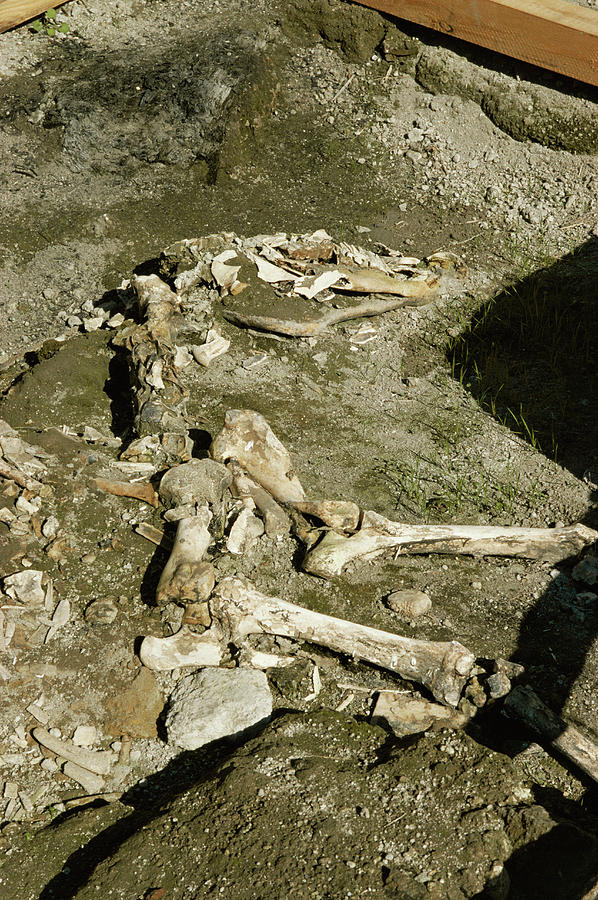 Horse Skeleton From Herculaneum Photograph by Pasquale Sorrentino/science Photo Library