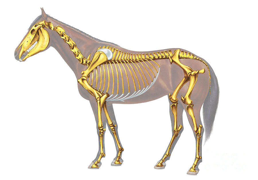 Horse Skeleton Illustration Photograph by Bsip