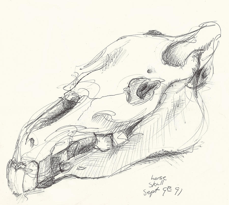 Skull Drawing - Horse Skull study by Melinda Dare Benfield