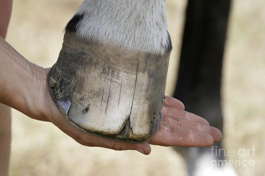 Horse, Split Hoof Photograph by John Daniels