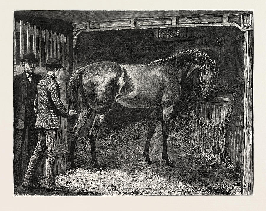 Horse, Stable, Engraving 1884, Life In Britain, Uk, Britain Drawing by