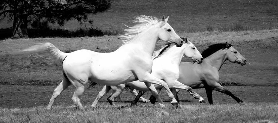 Horse Stampede II Photograph by Athena Mckinzie