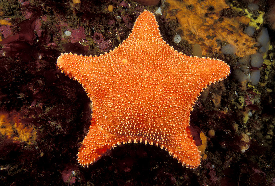 Horse Star Photograph by Andrew J. Martinez