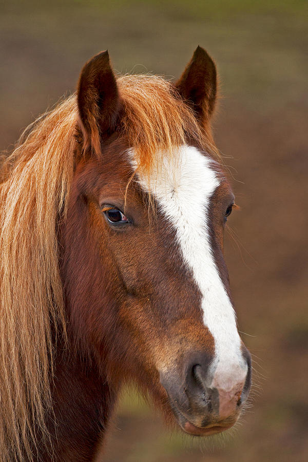Horse stare Photograph by Paul Scoullar