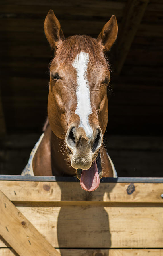 Horse Photograph - Horse sticking out his tongue by Newnow Photography By Vera Cepic