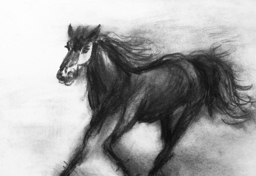 Horse study 2 Drawing by Hae Kim