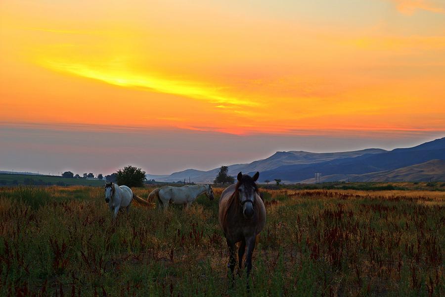 Horse sunrise Photograph by Lynn Hopwood