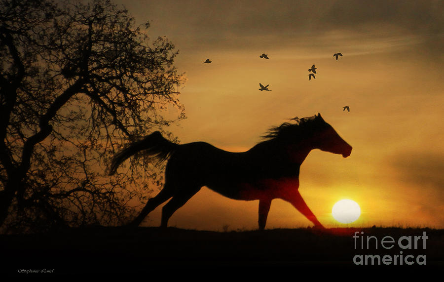 Horse Sunset Photograph by Stephanie Laird