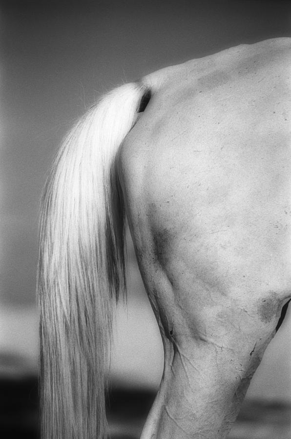 Horse Photograph - Horse tail by Isaac Silman