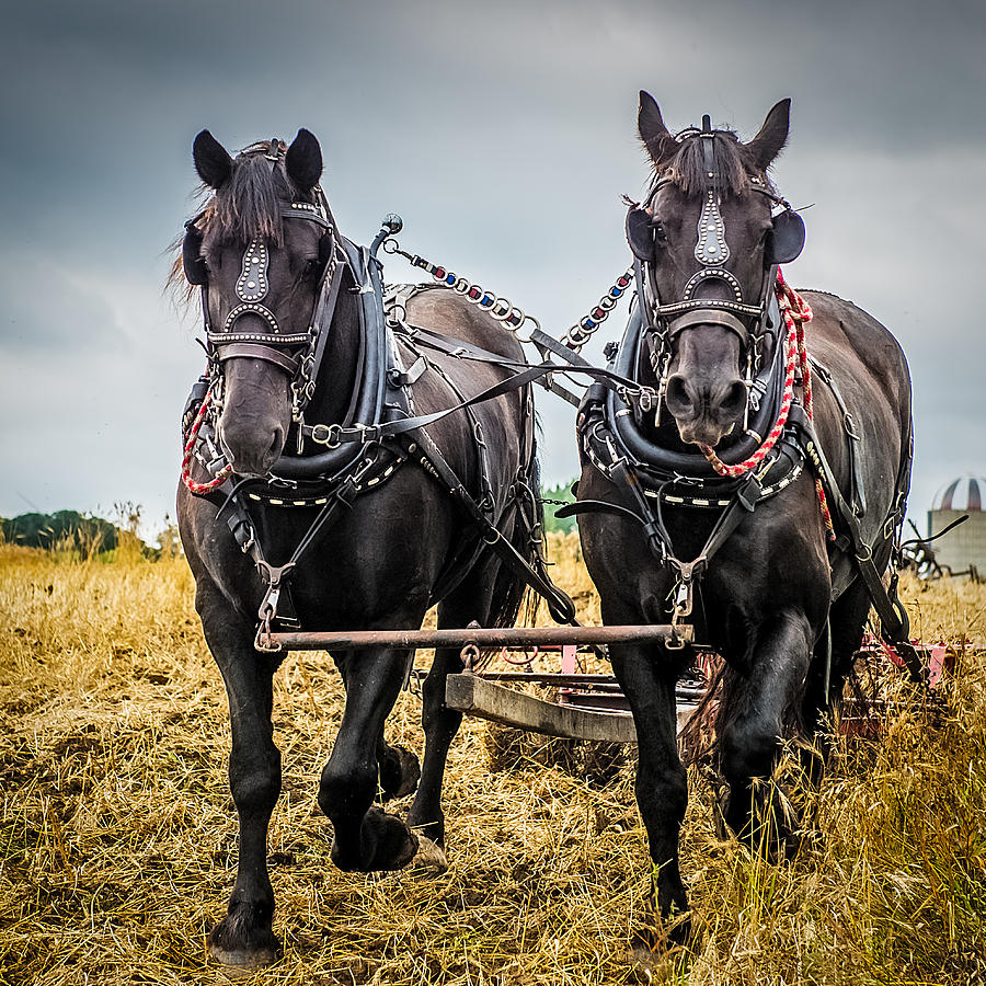Horse Team Photograph by Paul Freidlund