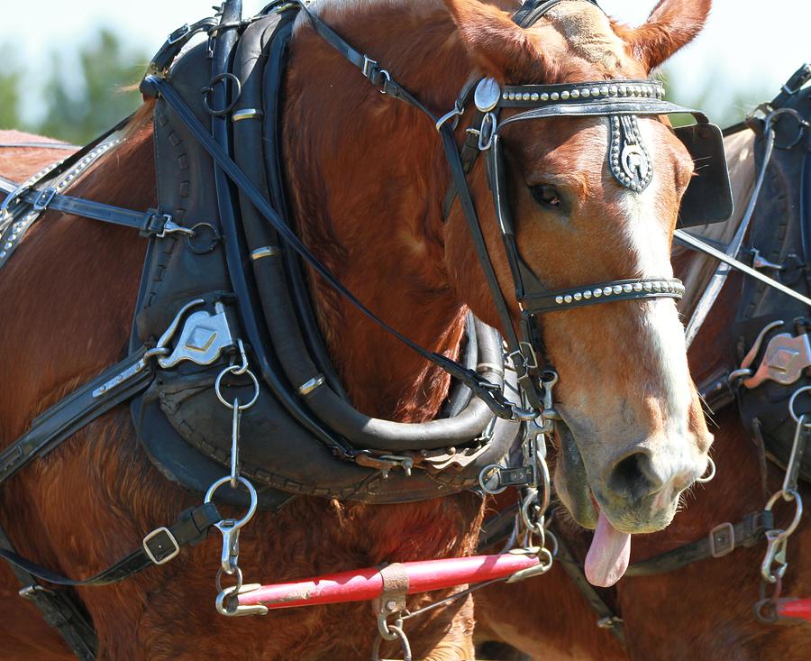 Horse Tongue Photograph by Dan Sproul