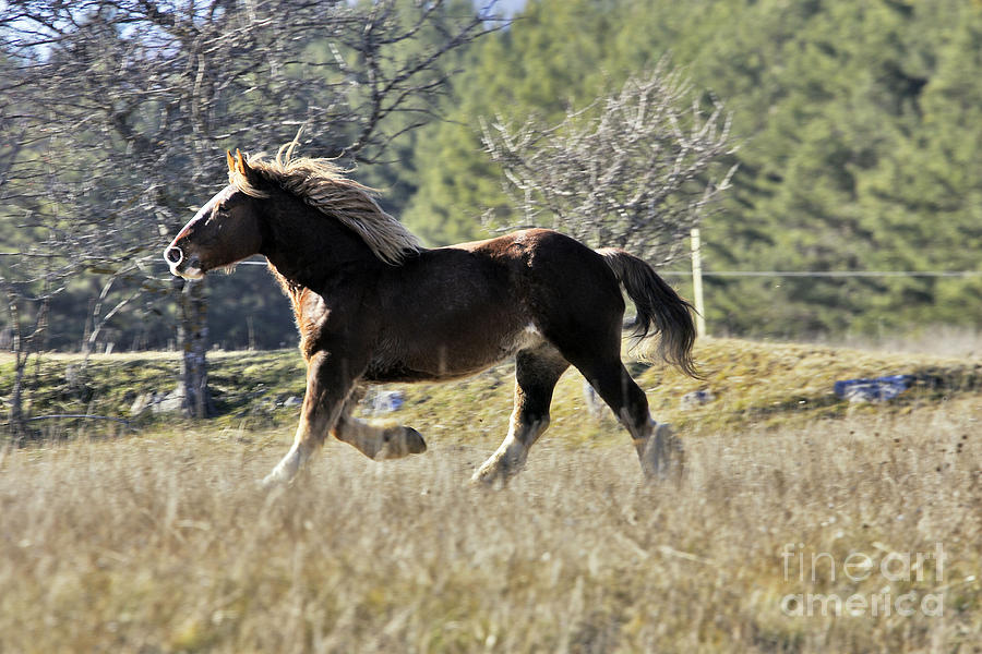 Horse, Trait Breton Photograph by M. Watson