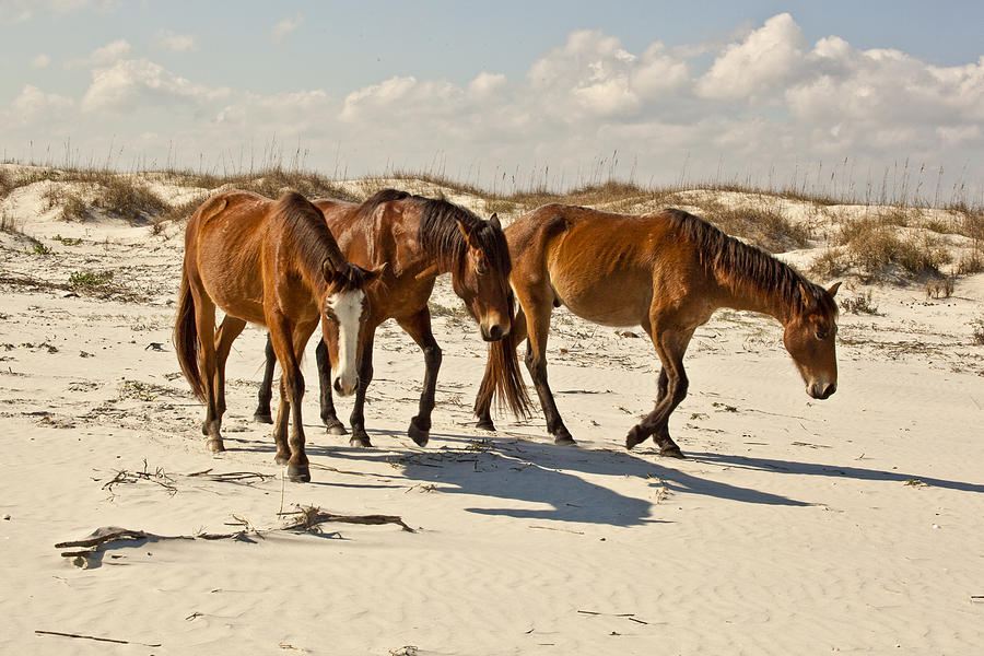 Horse Trio Photograph by Barbara Northrup - Fine Art America