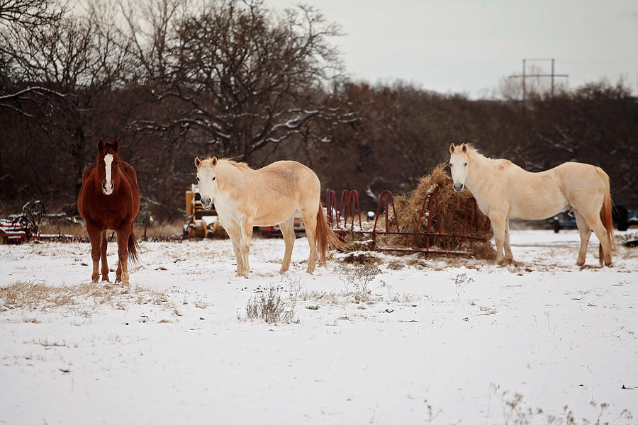 Horse trio in the snow Photograph by Toni Hopper