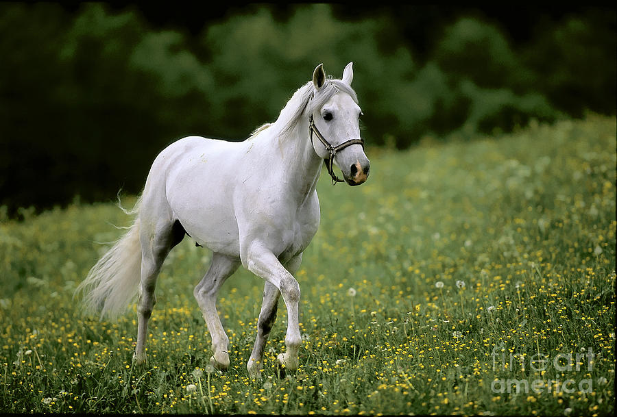 Horse Trotting Photograph by Manfred Danegger