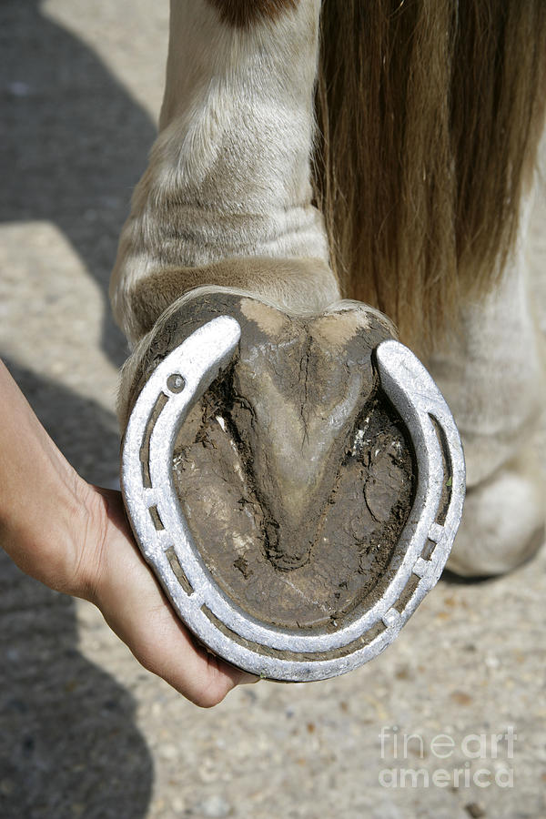 Horse, Underside Of Hoof Photograph by John Daniels