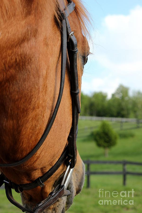 Horse View Photograph by Janice Byer