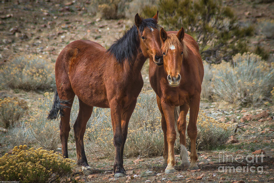 Horse Whispers Photograph by Mitch Shindelbower