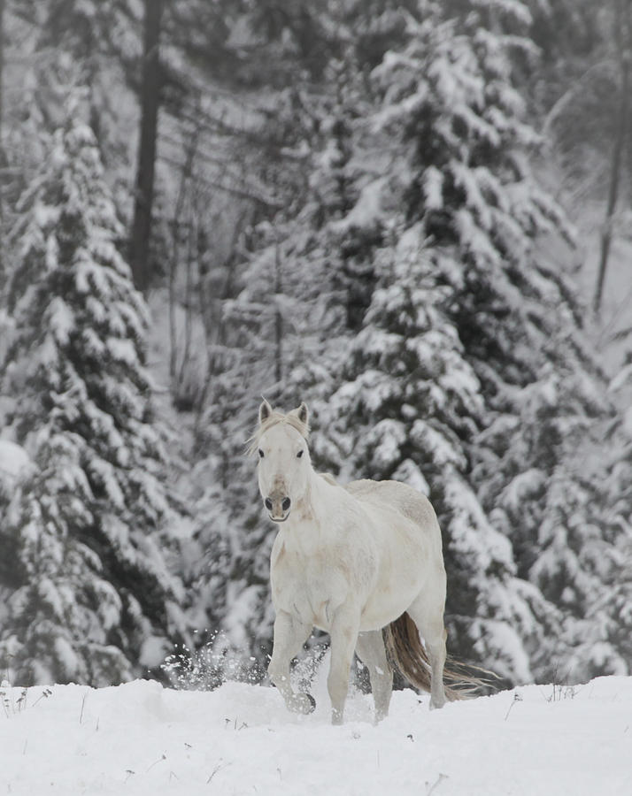 Horse Winter Photograph by Diane Bohna