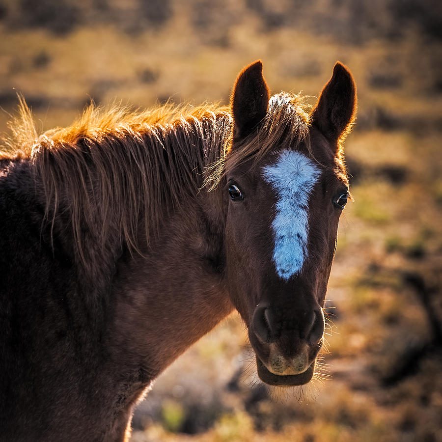 Horse with backlight Photograph by Paul Freidlund
