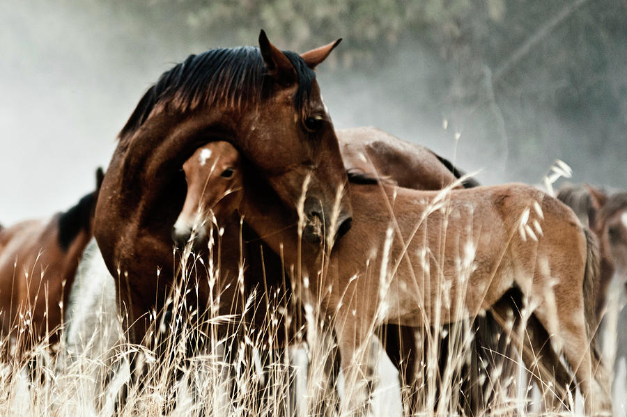 Horse With Foal Photograph by Fran Maldonado