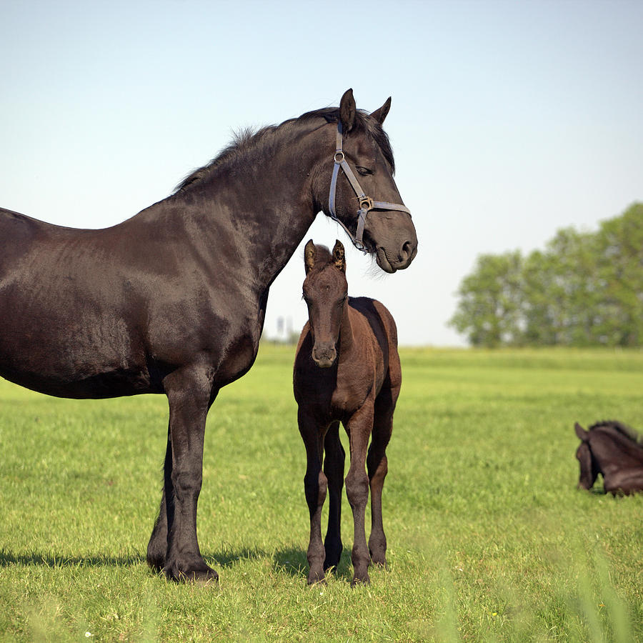 Horse With Foal Photograph by Marcel Ter Bekke