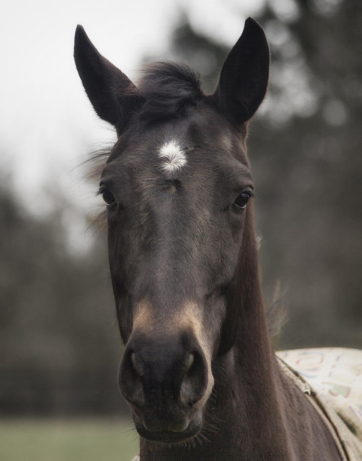 Horse with Gentle Eyes Photograph by Belinda Greb