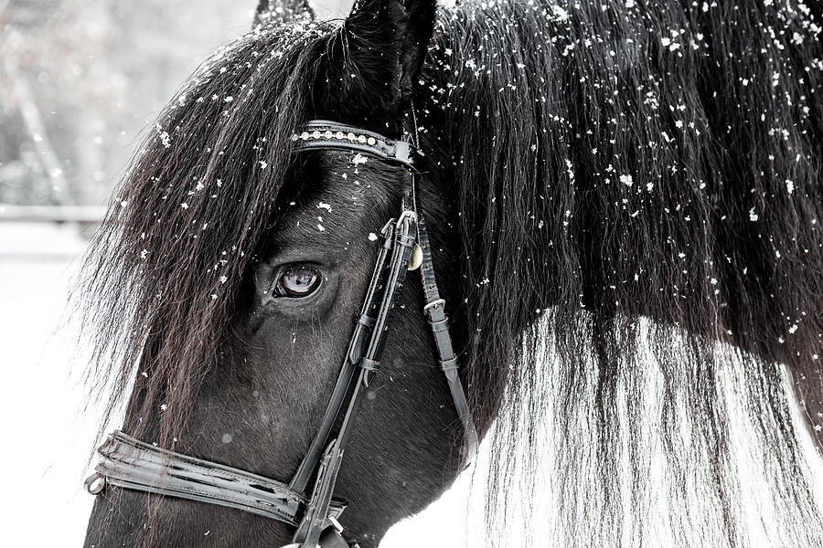 Horse with Mane black and white Photograph by JBK Photo Art