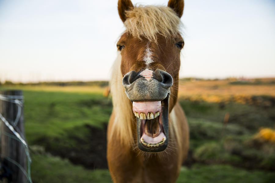 Horse with mouth wide open Photograph by Jordan Siemens