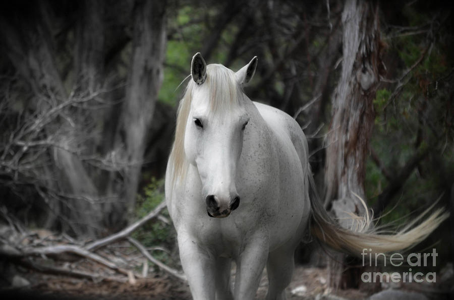 Horse Photograph - Horse With No Name by Peggy Franz