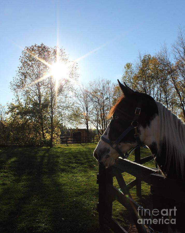 Horse with Sunburst Photograph by Janice Byer