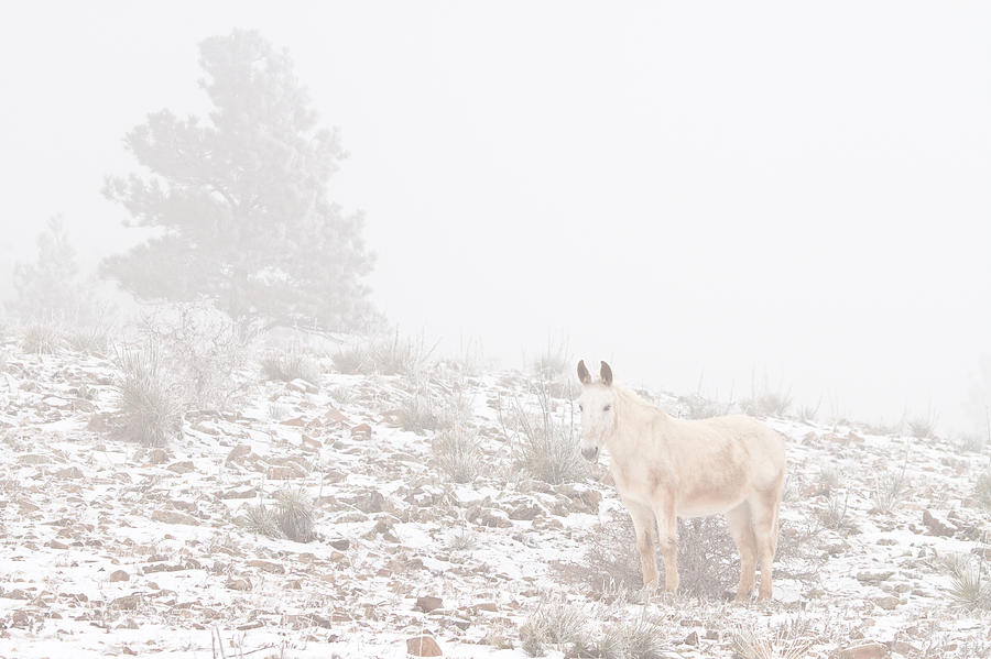 Horse with Winter Season Snow and Fog Photograph by James BO Insogna