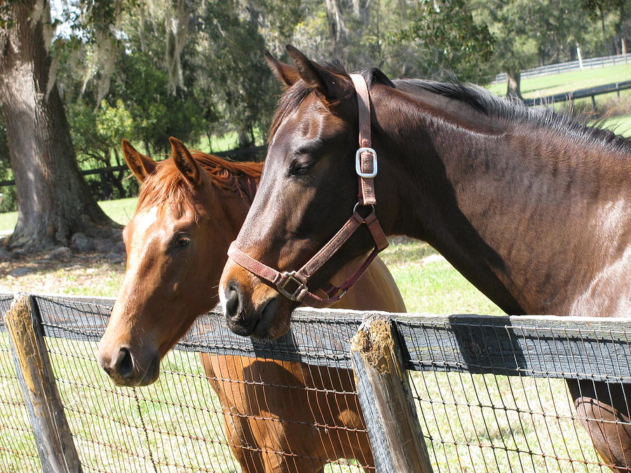 Horse with yearling Photograph by Kent Brown - Fine Art America