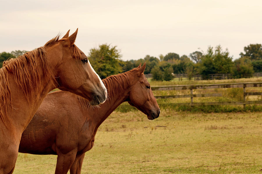 Horse Photograph - Horseback by Chanel Tredup