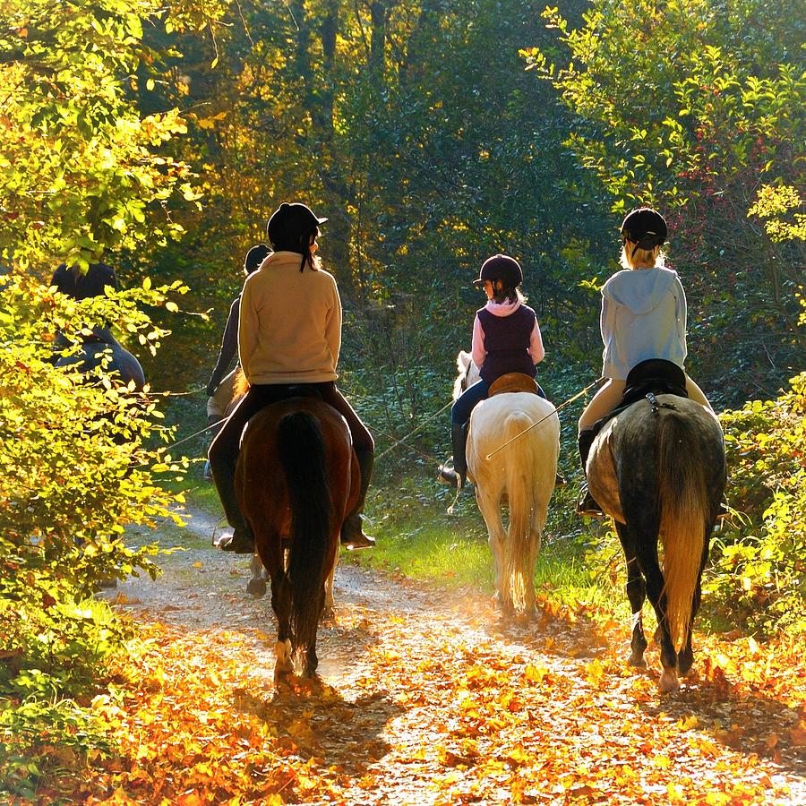 Horse Photograph - Horseback riding in the autumnal forest by Matthias Hauser