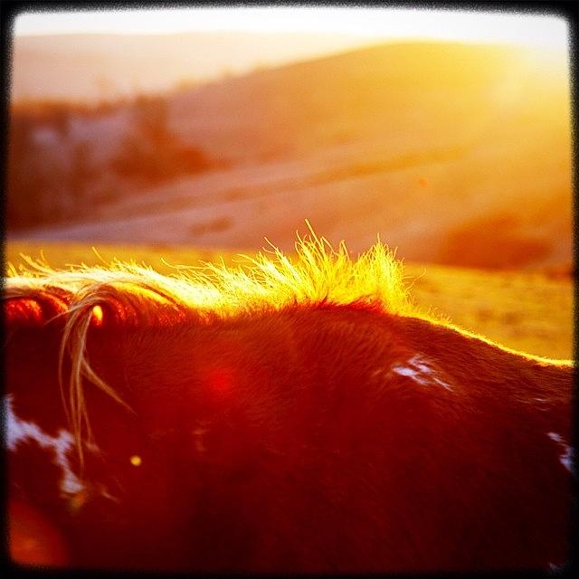 Sunset Photograph - #horseback With The #sunset Lighting It by Kevin Smith