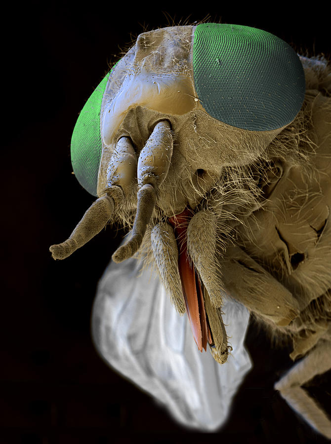 Horsefly Photograph by Eye of Science