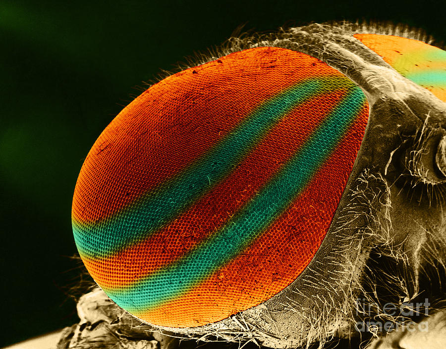 Animal Photograph - Horsefly Eye Sem by Biophoto Associates
