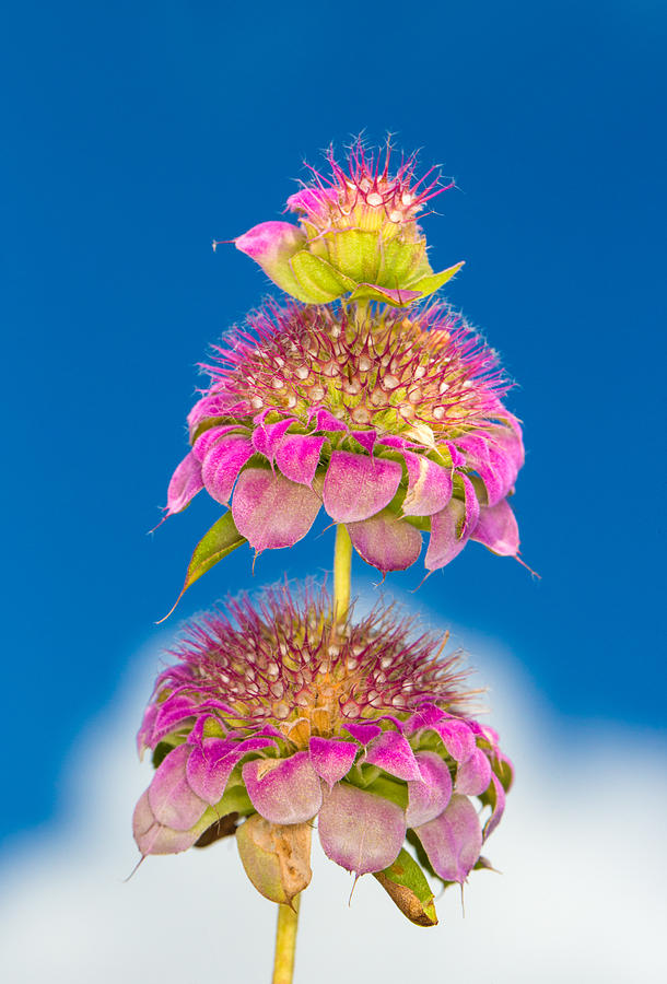 Horsemint Flower Tiers Against Clouds and Sky Photograph by Steven Schwartzman