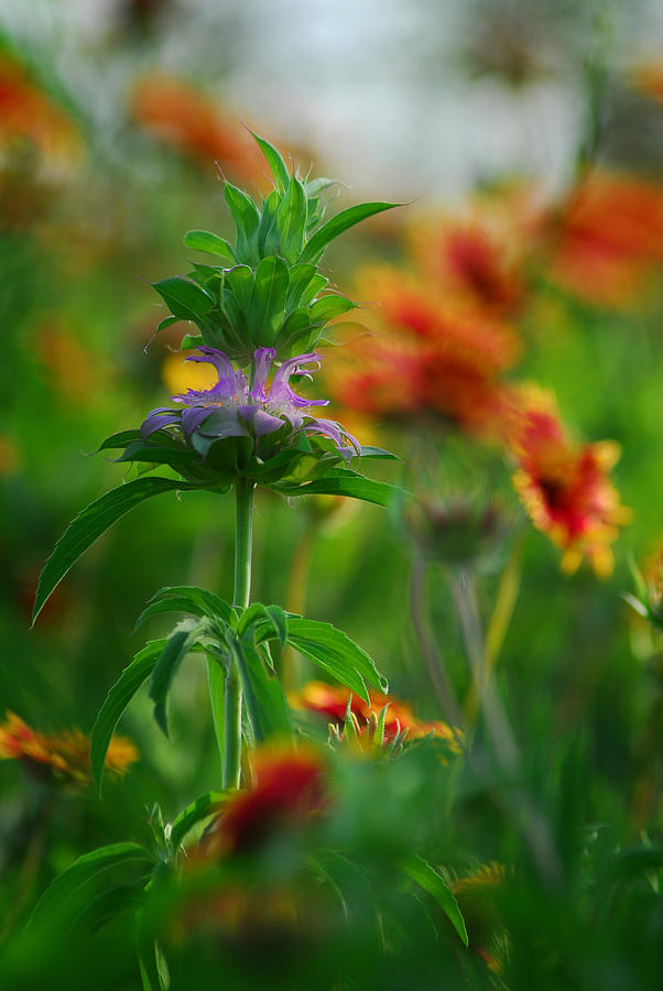 Horsemint Photograph by Tracy Smith Horsemint Photograph by Tracy Smith