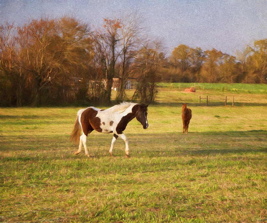 Nature Photograph - Horseplay by Kim Hojnacki