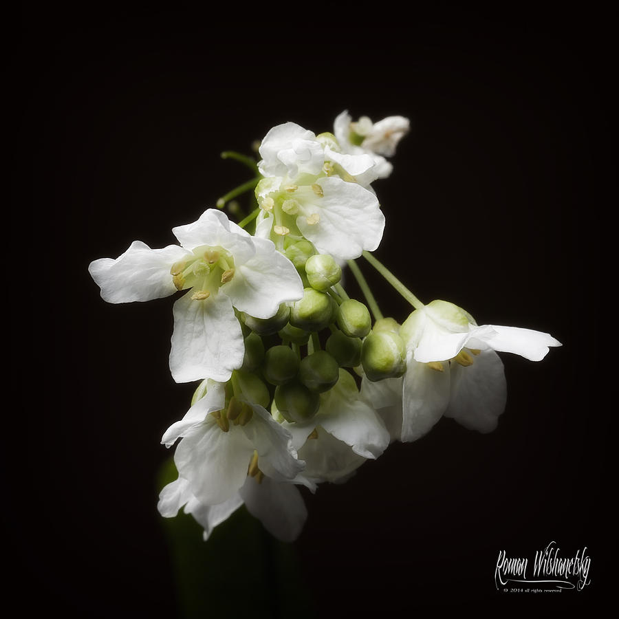 Horseradish Bloom by Roman Wilshanetsky Horseradish Bloom by Roman Wilshanetsky