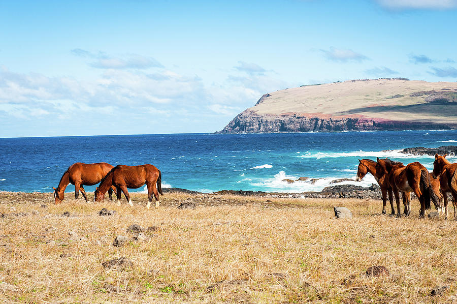 Horses & Sea, Easter Island Photograph by © Cedric Buffler