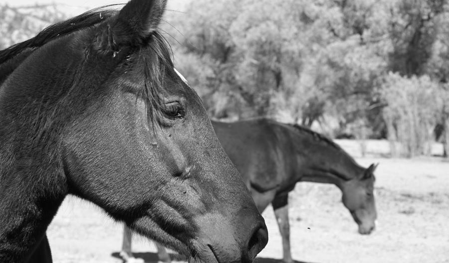 Horses 2 Digital Art by Wynema Ranch