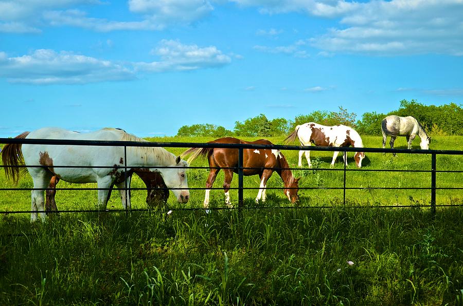 Horses 4 Photograph by Ricardo J Ruiz de Porras