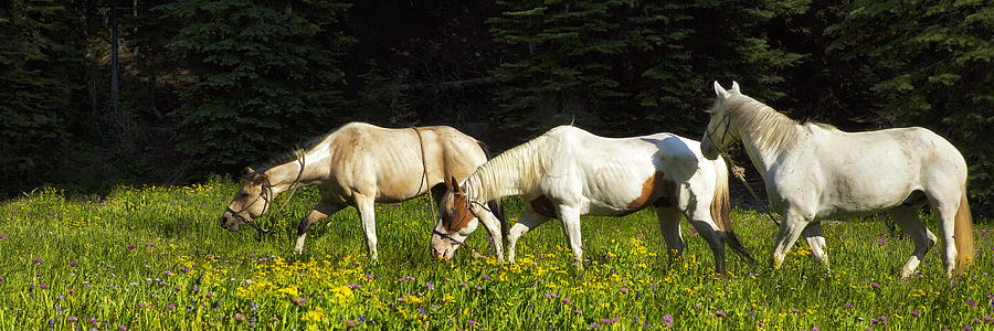 Horses among Wildflowers Photograph by Belinda Greb