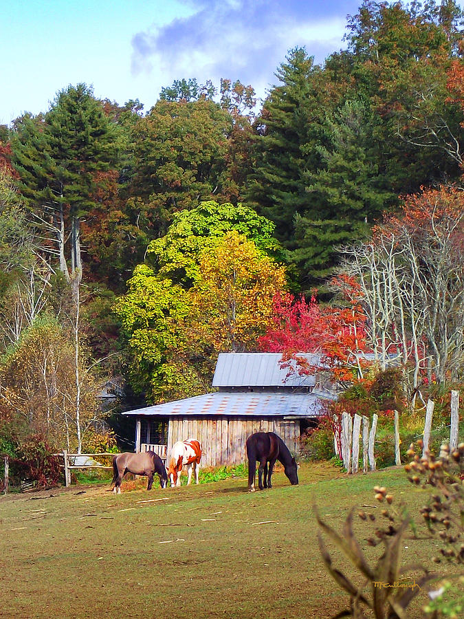 Horses and Barn in the Fall Photograph by Duane McCullough